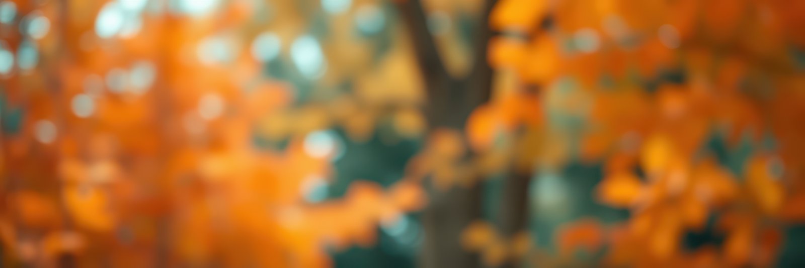 Vibrant orange and yellow leaves create a warm atmosphere in a tranquil forest during autumn